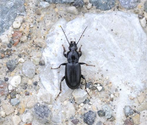 Pterostichus anthracinus